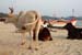 beach cows surround a British tourist, Palolem, Goa