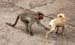 baby monkey harrassing baby dog, Sri Chammundeswari Temple, Mysore, Karnataka