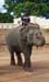 elephant poser, Maharaja's Palace, Mysore, Karnataka