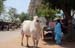 a cow on the main street in Hampi