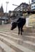 cow descends carefully, ghats on the Ganges, Varanasi