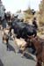 cows on the road to Katmandu