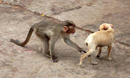 baby monkey harrasses baby dog