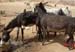 donkeys gettin down by the wekk, Naga, Sudan 96