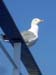 sea gull